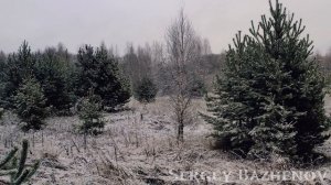 Первый снег. | 4k