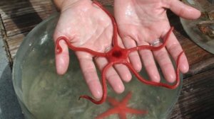 Удивительные соседи. Офиуры или змеехвостки