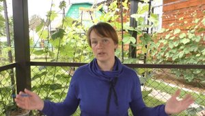 Важнейшие условия и элементы питания для винограда