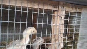 ЦЫПЛЯТА ШАМО 1,5 МЕСЯЦА.