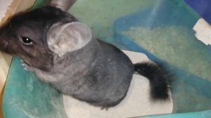 Как купаются шиншиллы. Chinchillas are swimming. Все мои шиншиллки .
