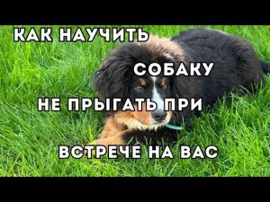 Как научить собаку не прыгать на Вас при встрече?