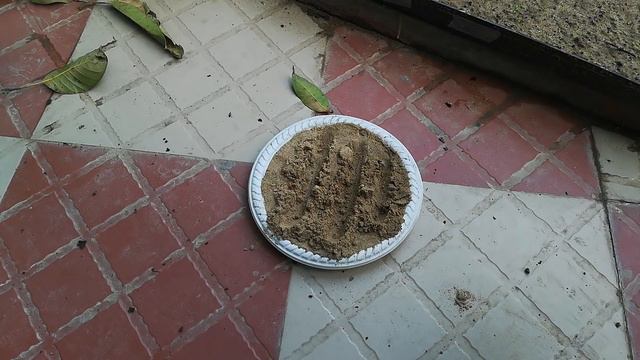 how to grow petunia from seed смотреть онлайн