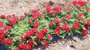 Empress Sun Verbena at Raker Trial Garden
