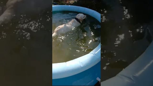 Любительница водных процедур | Стеша