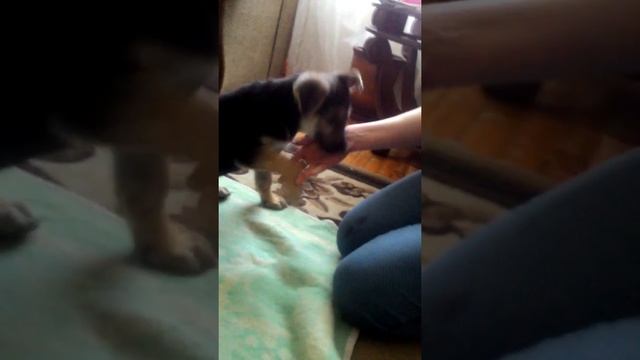 Немецкая овчарка, щенок 2 месяца по кличке Тайгер смотреть онлайн