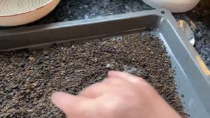 Трепанг сушёный как употреблять?