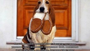 Бассет хаунд: описание породы собак и характер