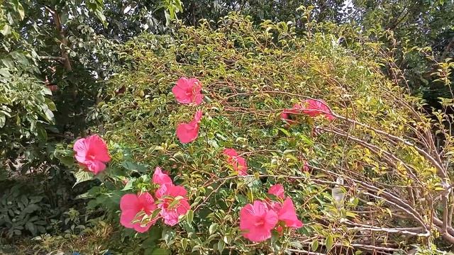 Суданская Роза ? Гибискус Болотный Цветение прекрасно :-)) смотреть онлайн