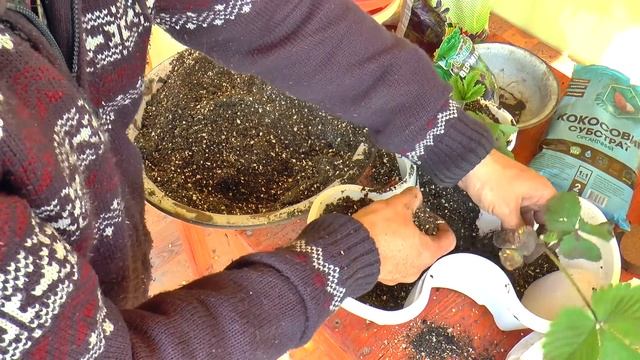 КЛУБНИКА. Вертикальная грядка для клубники. Клубника в вазонах. https://www.newchic.com смотреть онлайн