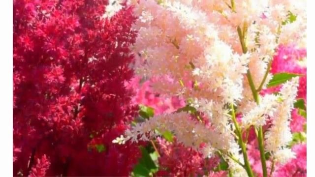 Многолетники для дома и сада сажаем осенью