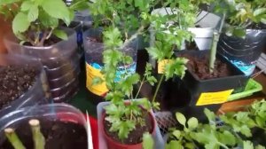 Кабея из семян. Розы из магазина "Лента"