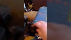 Кастрированная кошка. И сколько это стоит. Архив. 24.07.2023