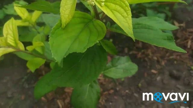 Хлороз гортензии. Как лечить.