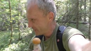 Летний жаркий грибной поход! Поиски грибов в засуху!