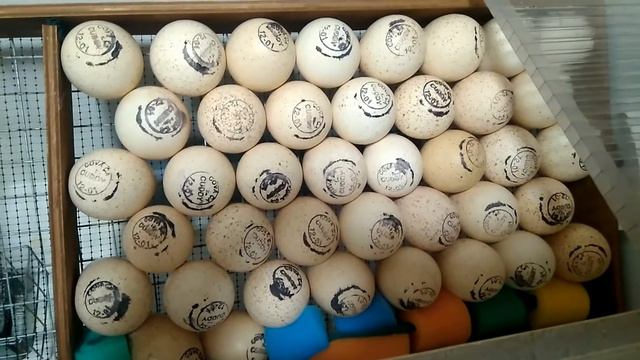 Первая подобная закладка. С Богом! Да прибудет с нами сила успешного инкубирования! ^^ смотреть онлайн