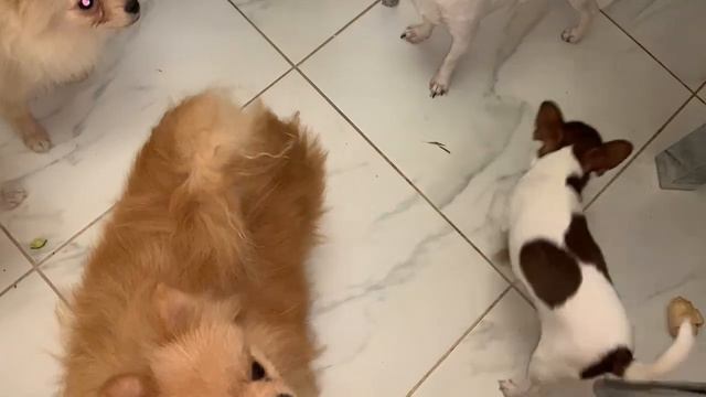 Огурчик весь съели, мне совсем не оставили. смотреть онлайн