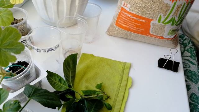 Комнатные цветы. Гардения жасминовидная. смотреть онлайн