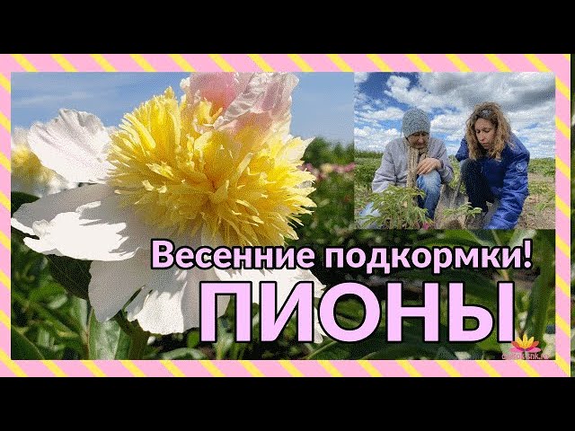 Уход за пионами весной / Сад Ворошиловой