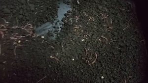 Дендробена в буртах. Как выбрать червя.(Способ "2В")