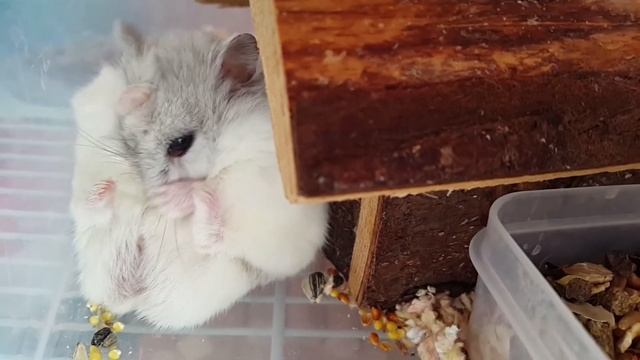 Сказка про хомяка/хомяк Кефир убирается/детство нашего хомячка/дружба хомяка и кошки/смешной хомячо