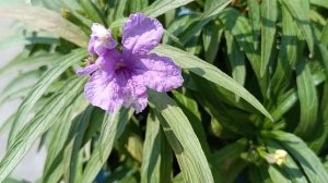 05_Easiest summer flowering plant/Mexican petunia/ How to grow cuttings