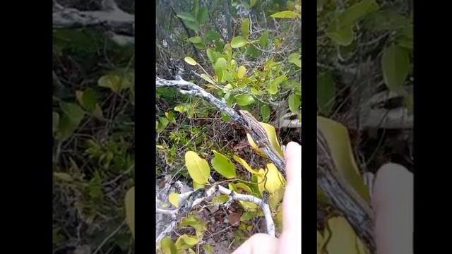 Three legged Anolis sagrei lizard from Abaco, Bahamas