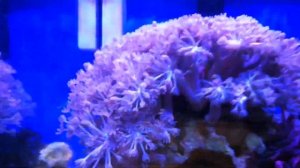 Морской аквариум 30 литров, оборудование, цены