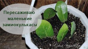Пересаживаю маленькие замиокулькасы. Хроника,  октябрь 2022