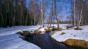 Футаж  Весенний пейзаж 1  Footage Spring landscape 1