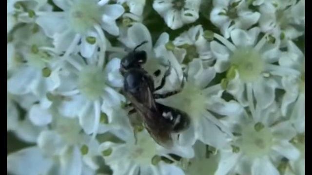 Petites halictes noires brillantes (Halictidae-Hymenoptera) смотреть онлайн