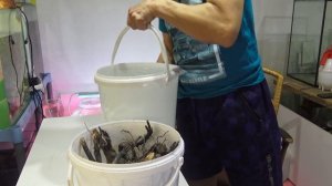 делаем КОРЯГИ для аквариума!