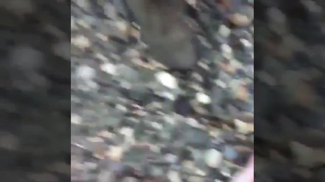 Рыбзаводы на Камчатке выбрасывают красную рыбу чтоб не упала цена