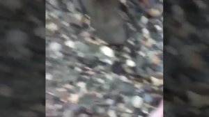 Рыбзаводы на Камчатке выбрасывают красную рыбу чтоб не упала цена