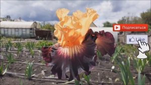 Высокий бородатый ирис Heart Is On