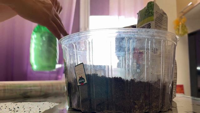 Посев и выращивание питайи (питахайи)из семян. Питахайя прекрасно растёт на подоконнике. смотреть онлайн