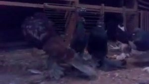 померанские дутыши