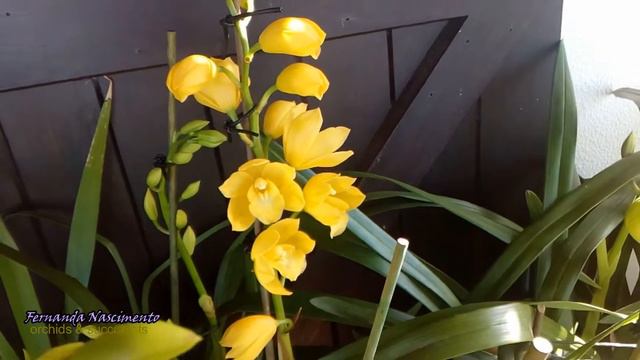 Cymbidium update, Nov 2018 смотреть онлайн