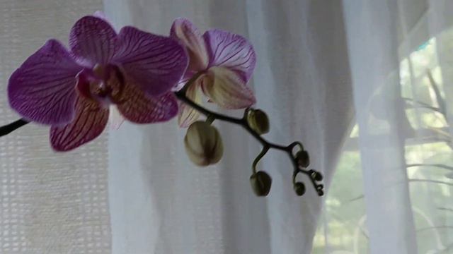 Утро 🌄 смотреть онлайн