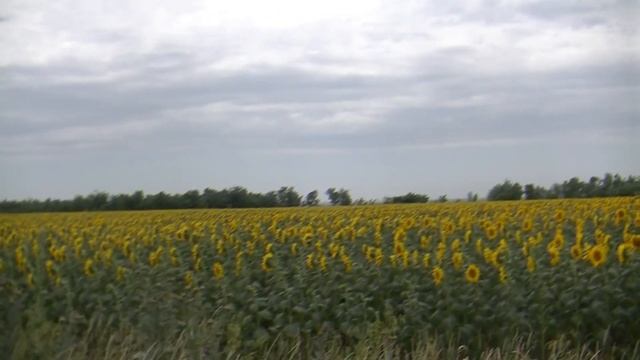 КРАСИВЫЕ ПОДСОЛНУХИ # ФУТАЖ ДЛЯ ТВОРЧЕСТВА ProShow Producer смотреть онлайн