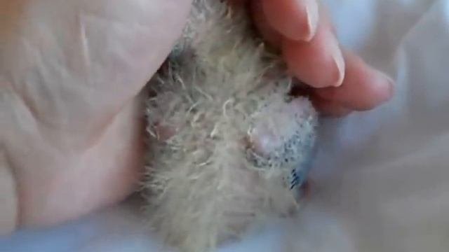 Попугаи нимфы - кореллы Кузя и Фиби (разведение) 12 Птенец кореллы  Breeding Corell.