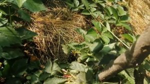 Ежевика Вошито.Сигнальное плодоношение.Живу на Кубани ???