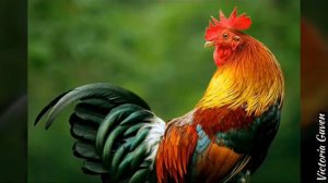 КАК ГОВОРЯТ ДОМАШНИЕ ЖИВОТНЫЕ (Голоса и Звуки Животных)