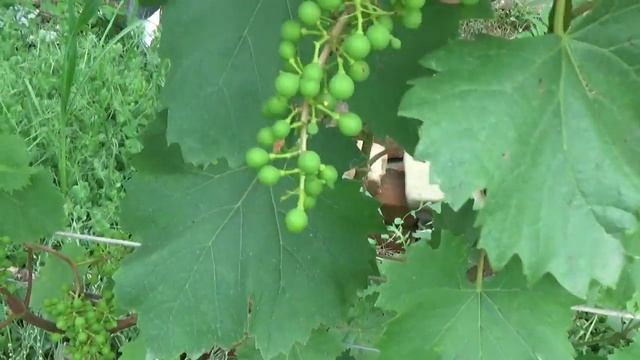 Виноград во дворе уже большой Веселая семейка смотреть онлайн