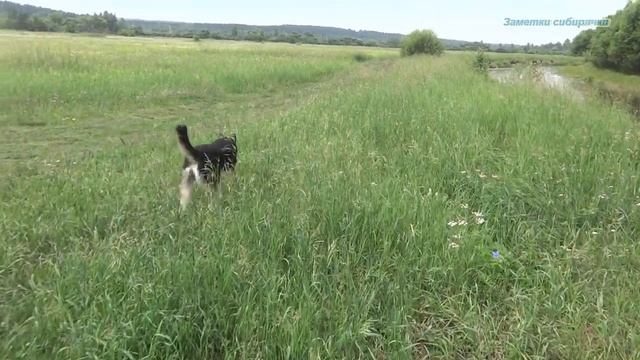 Кто живёт в бревне, а также другие огородные новости и не только. смотреть онлайн