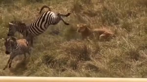 Реальные Схватки Диких Животных Снятых на Камеру