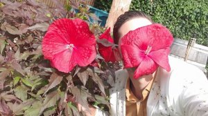 Hibiscus Carousel Giant Red