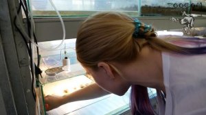 Как ухаживать за фантазийной рогаткой.