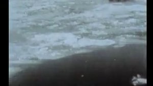 Jonas Mekas / "Meanwhile, a butterfly flies"
