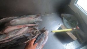 Как правильно сушить, солить, вялить Крупную рыбу. Жерех. Вяленая Рыба по-Астрахански.